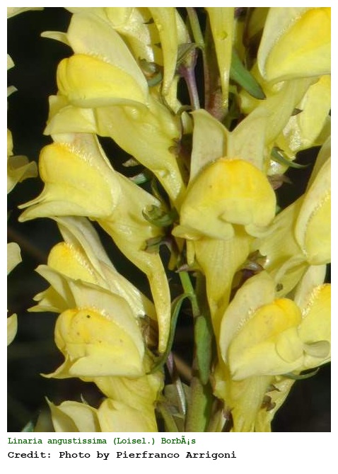 Linaria angustissima (Loisel.) BorbÃ¡s
